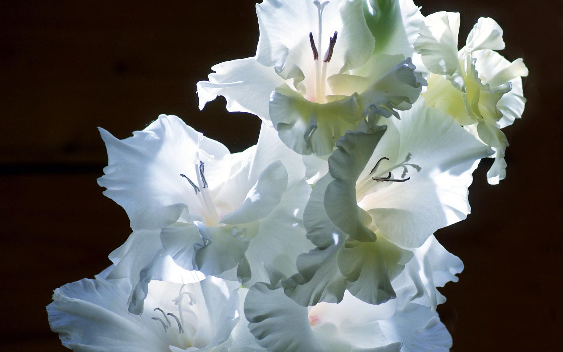 1920x1200 Gladiolus HD Wallpaper and Background
