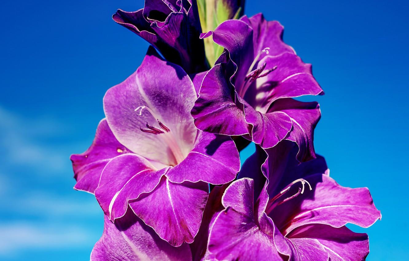 1332x850 Wallpaper flowers, blue, background, blue, bright, beauty, purple, lilac, gladiolus image for desktop, section цветы