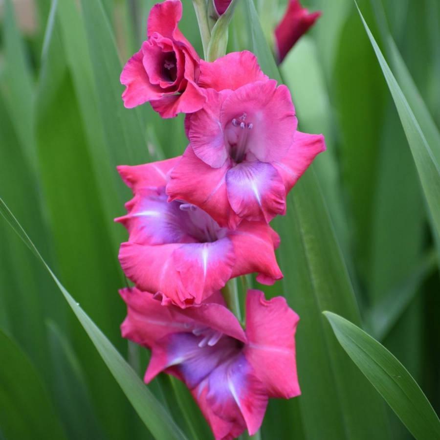 Purple Gladiolus Wallpapers - Top Free Purple Gladiolus Backgrounds ...