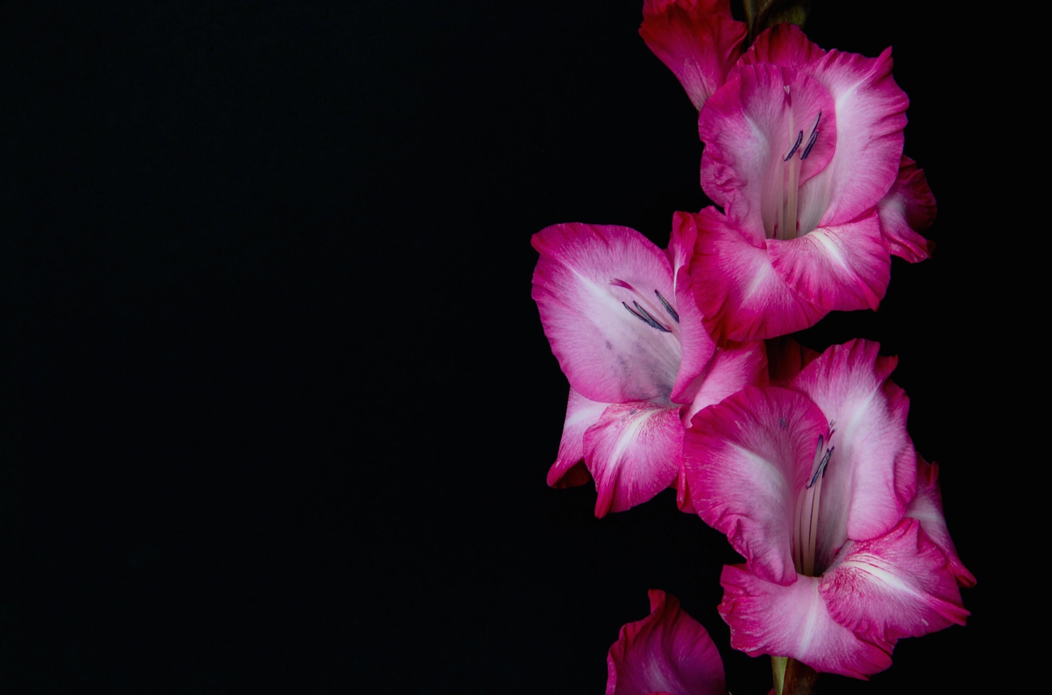 3600x2379 Gladiolus HD Wallpaper and Background