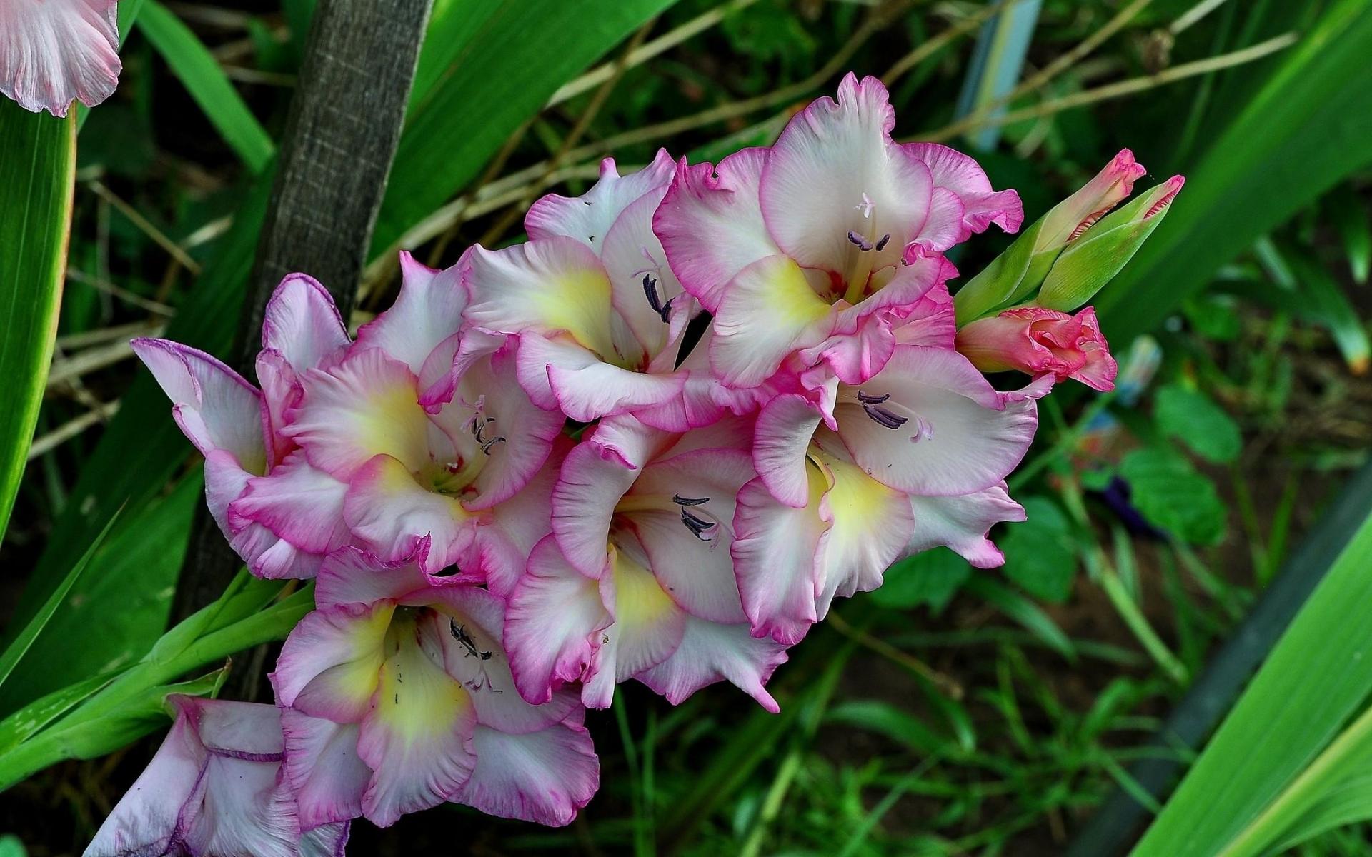 1920x1200 Gladiolus HD Wallpaper and Background
