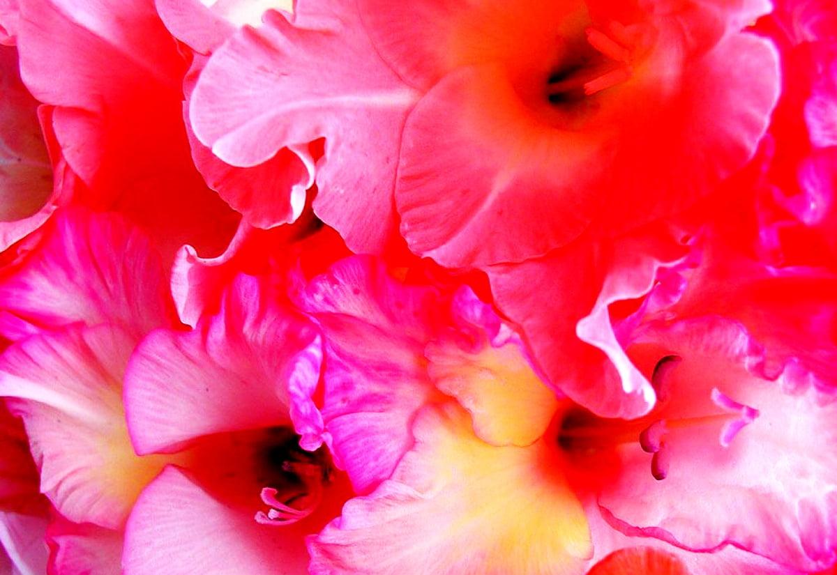1200x825 Gladiolus wallpaper HD. Download Free background
