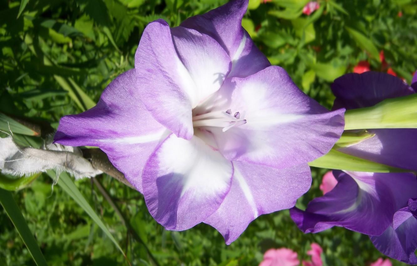 1332x850 Wallpaper flower, purple, gladiolus, Meduzanol © image for desktop, section цветы