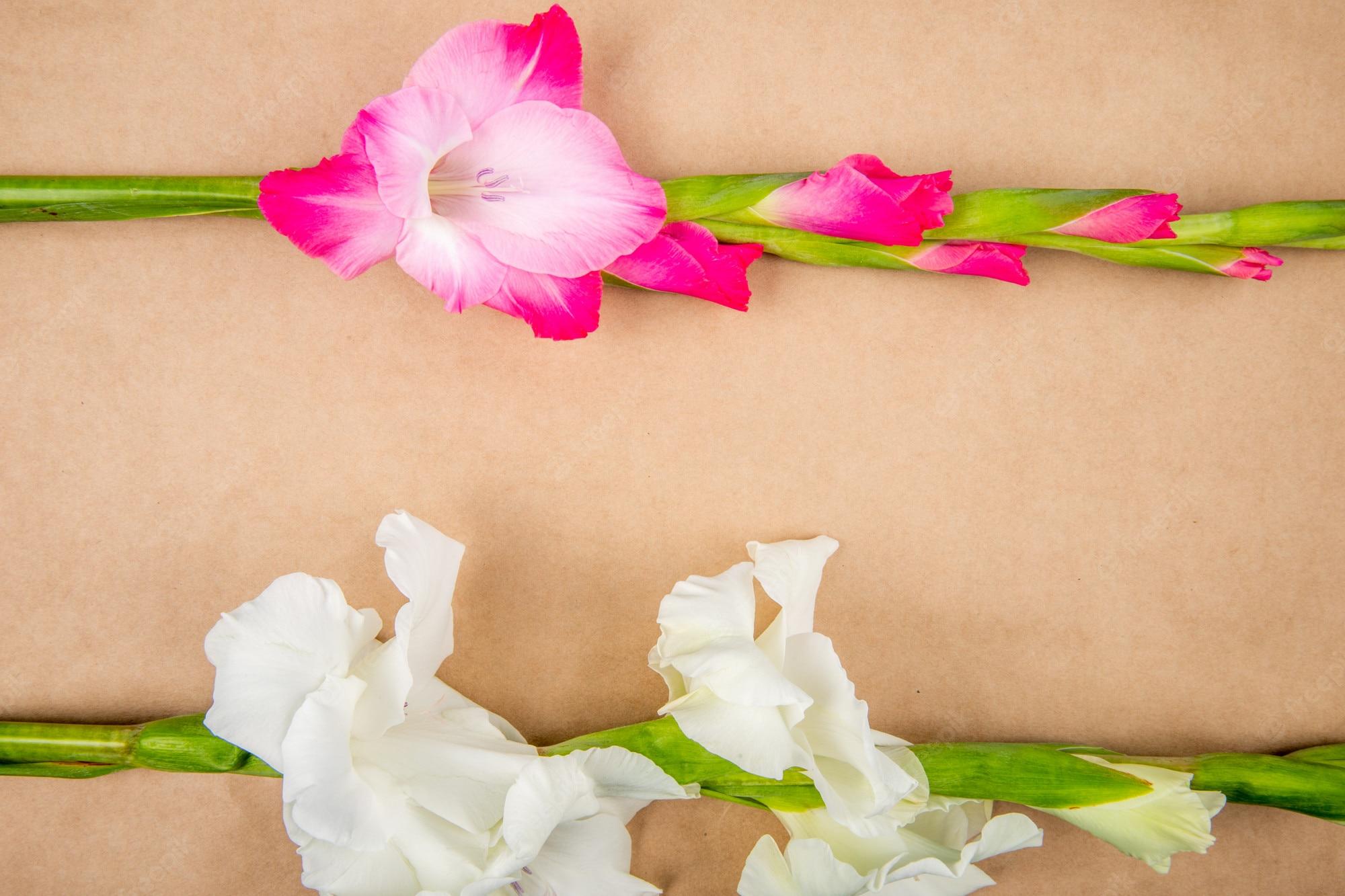 2000x1333 Gladiolus Flowers Image. Free Vectors, & PSD