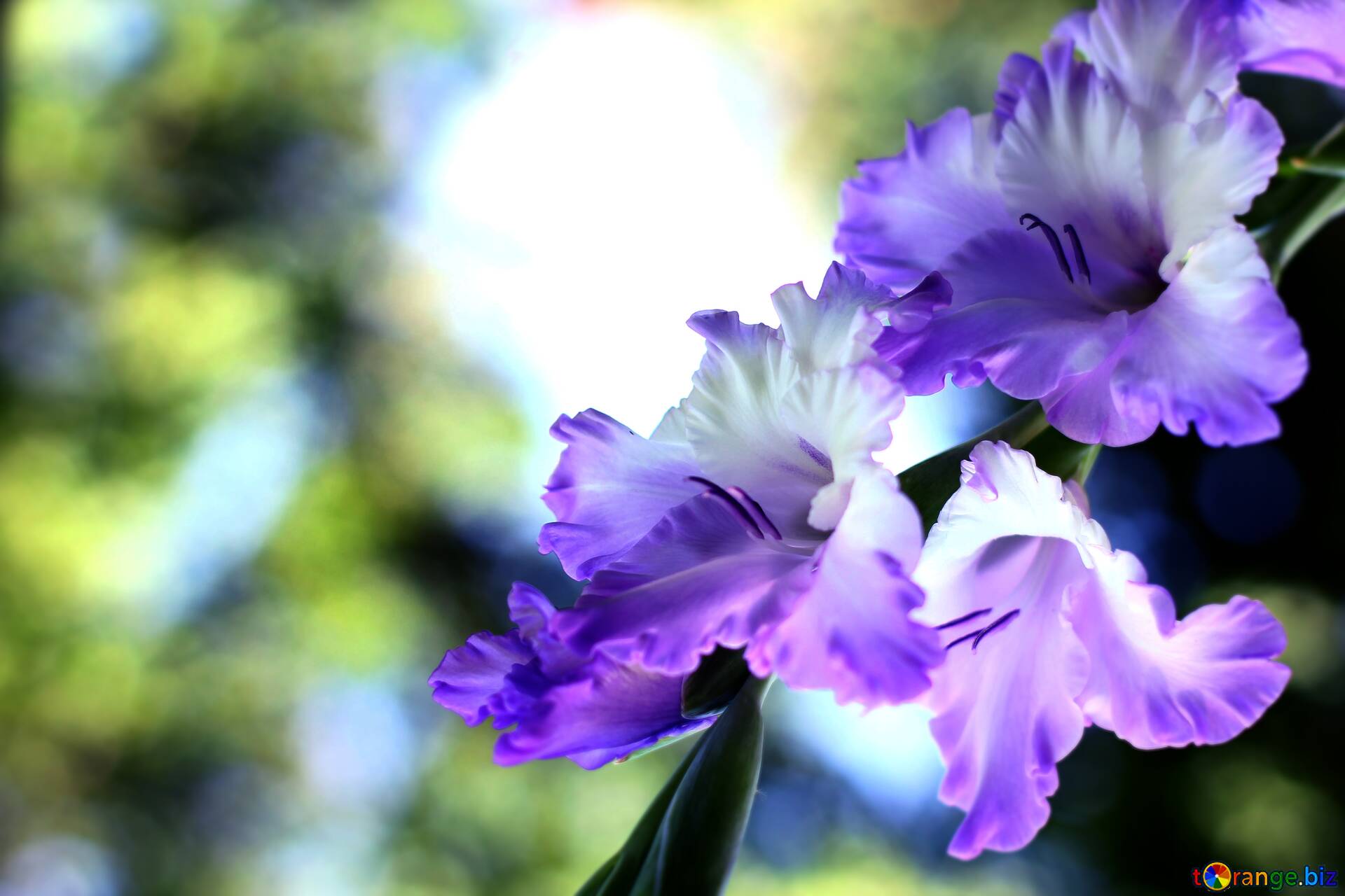 1920x1280 Download Free Picture Gladiolus Flower Hard Dark Background On CC BY License Free Image Stock TOrange.biz Fx №210863