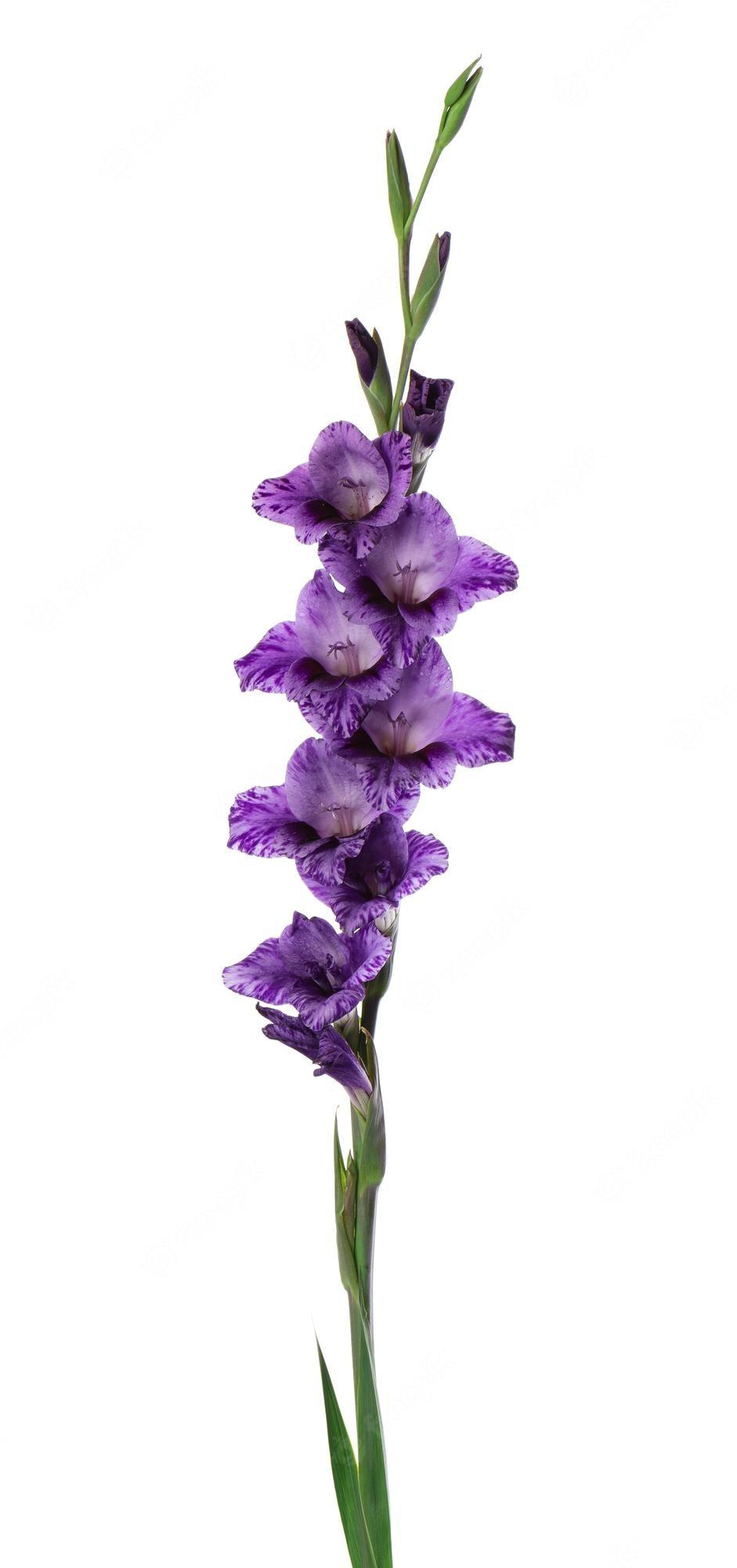 941x2000 Purple Gladiolus Image. Free Vectors, & PSD