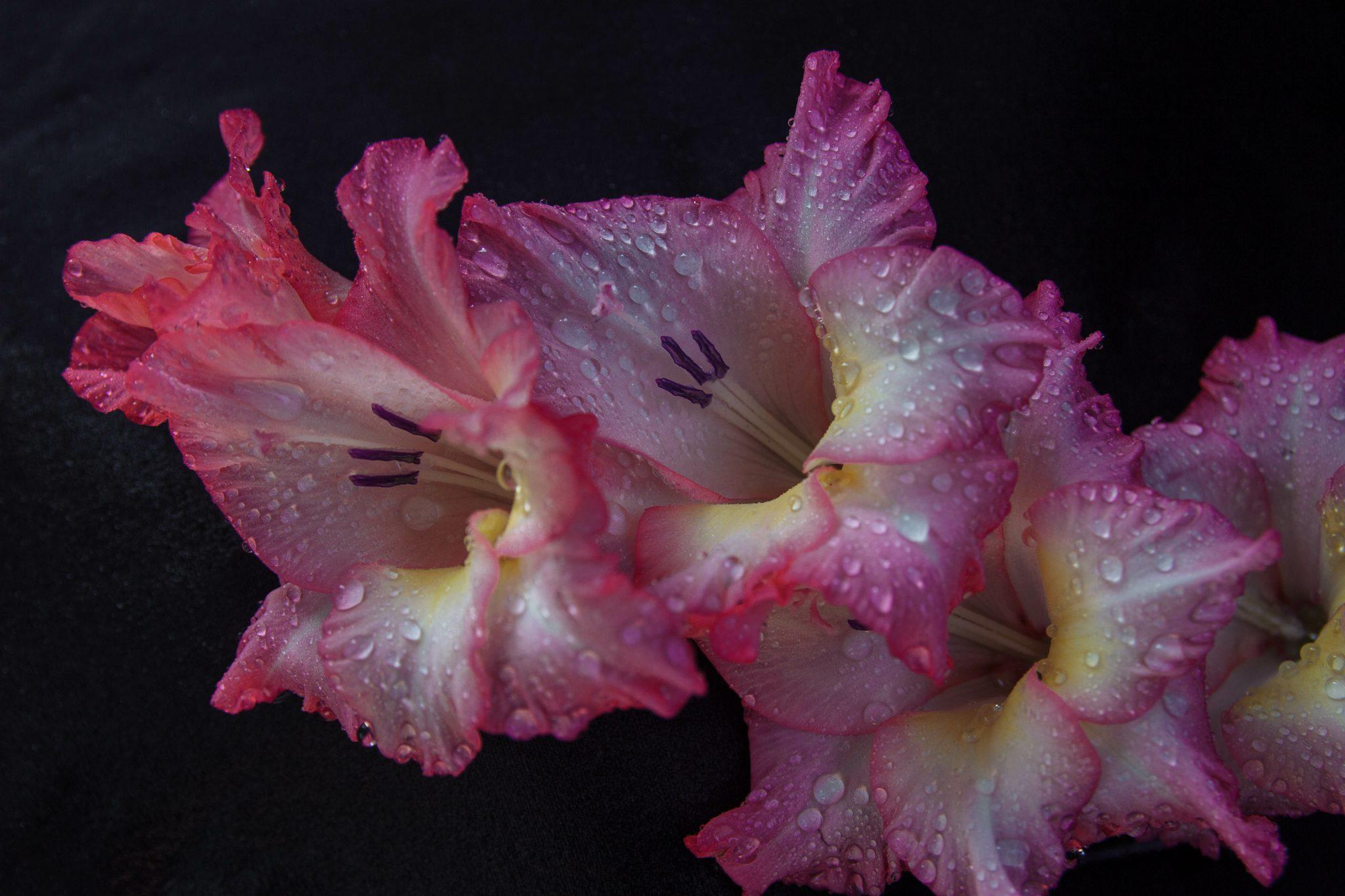 2048x1365 Gladiolus