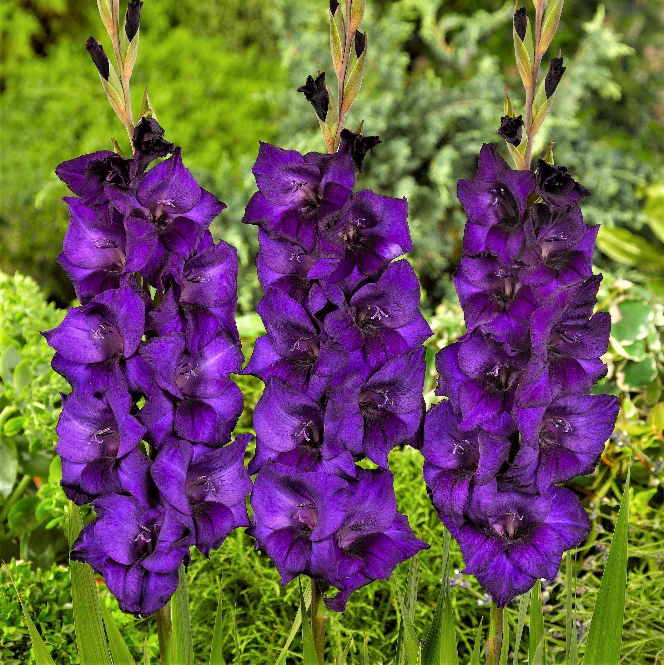 2124x2125 Gladiolus Purple Flora (10 Bulbs) Purple from Easy to Grow Bulbs