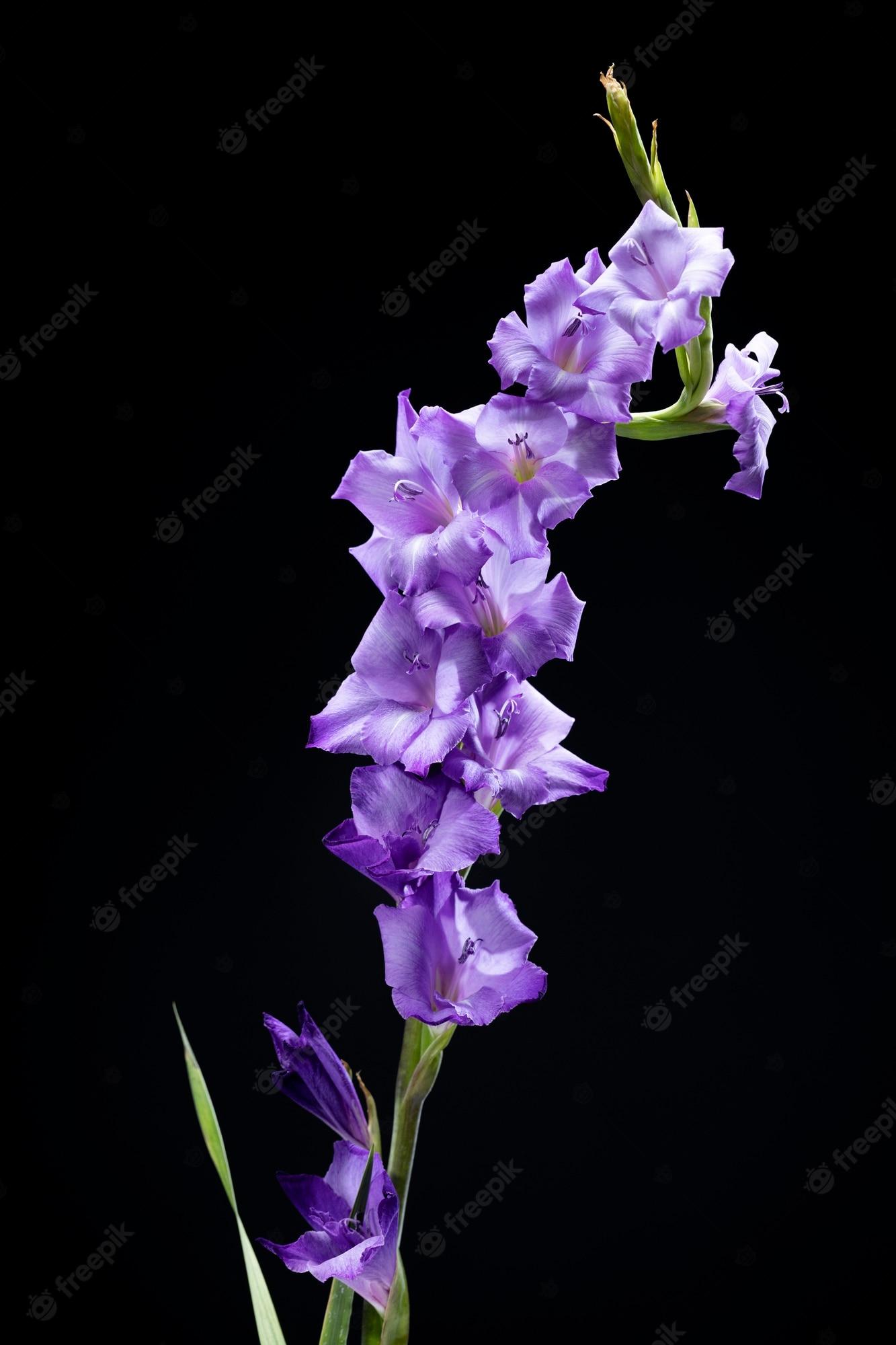 1333x2000 Gladiolus Flower Image. Free Vectors, & PSD