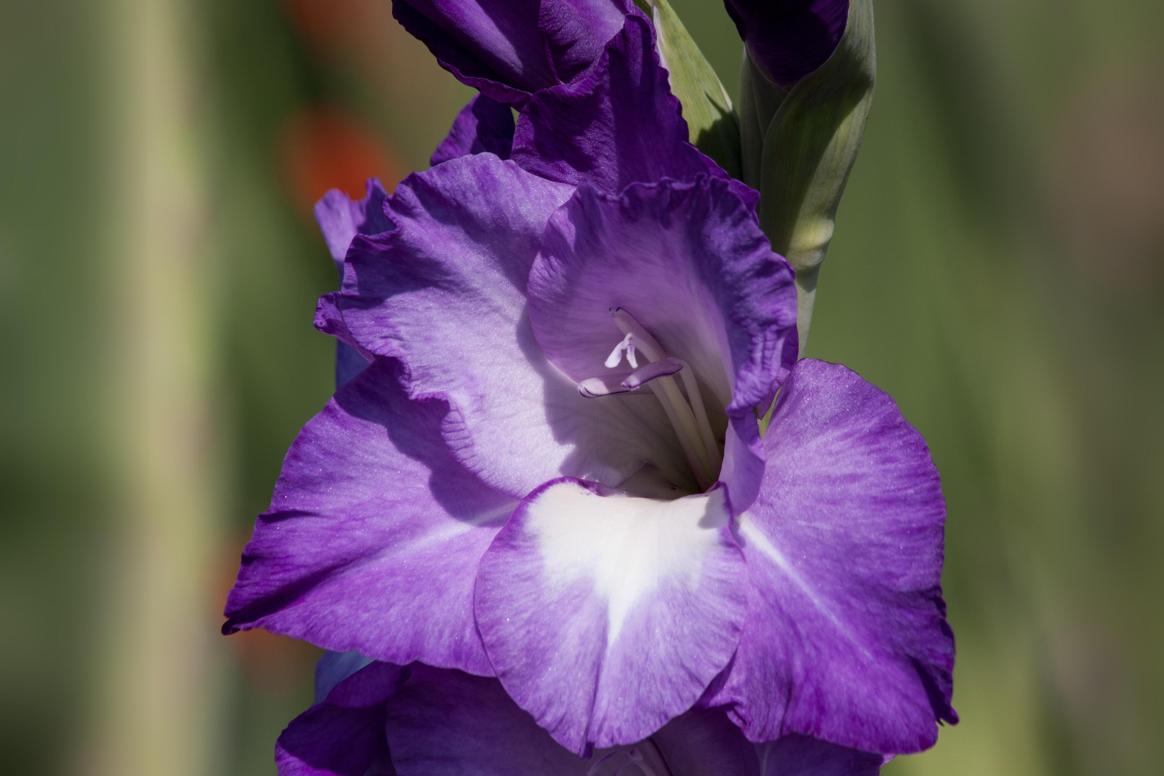 4752x3168 Purple Gladiolus Wallpaper