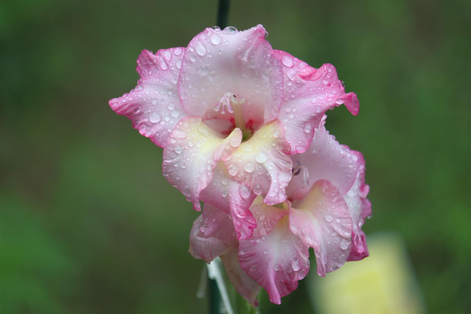 1620x1080 Gladiolus 4k Ultra HD Wallpaper