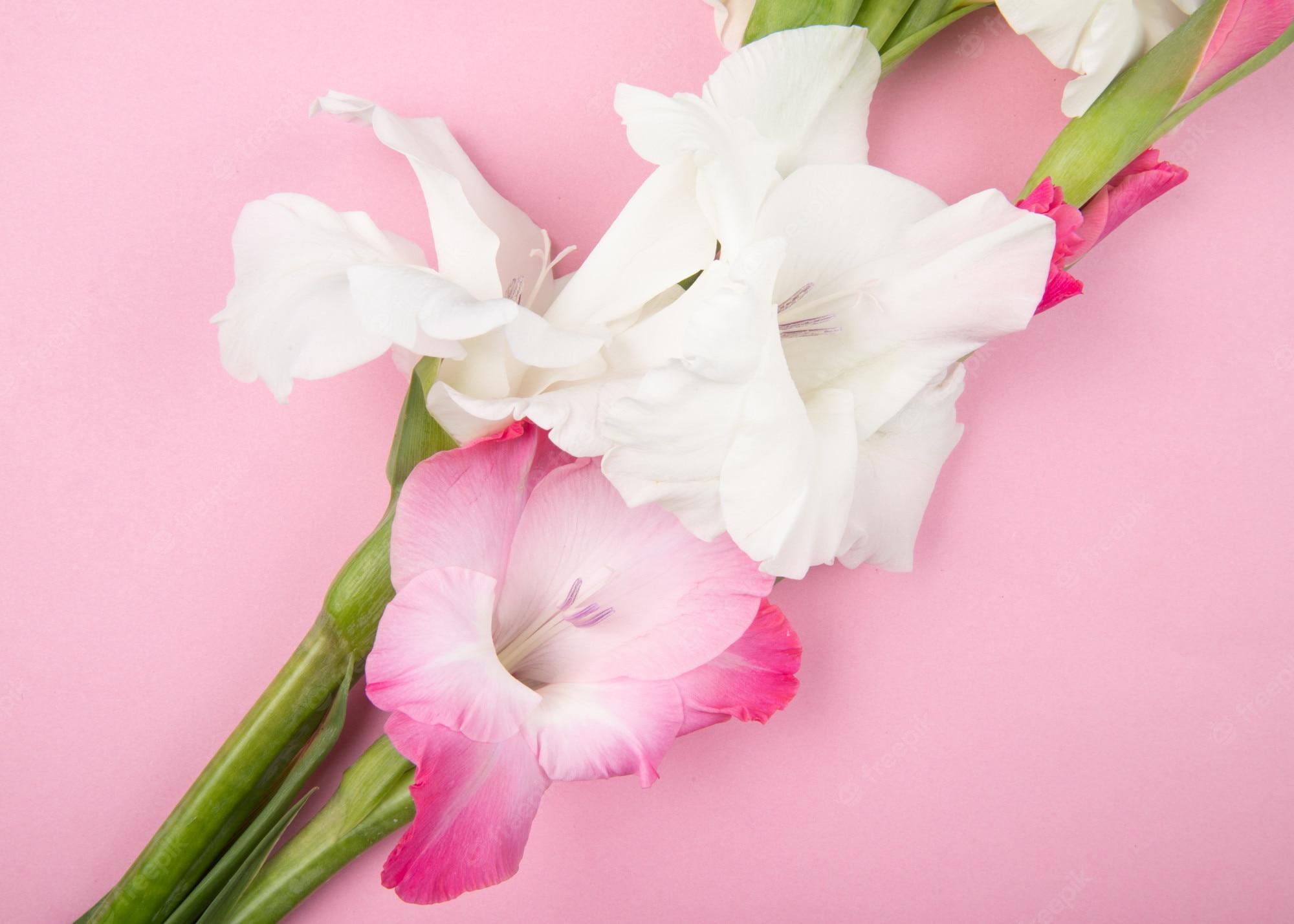 2000x1429 Gladiolus Flowers Image. Free Vectors, & PSD