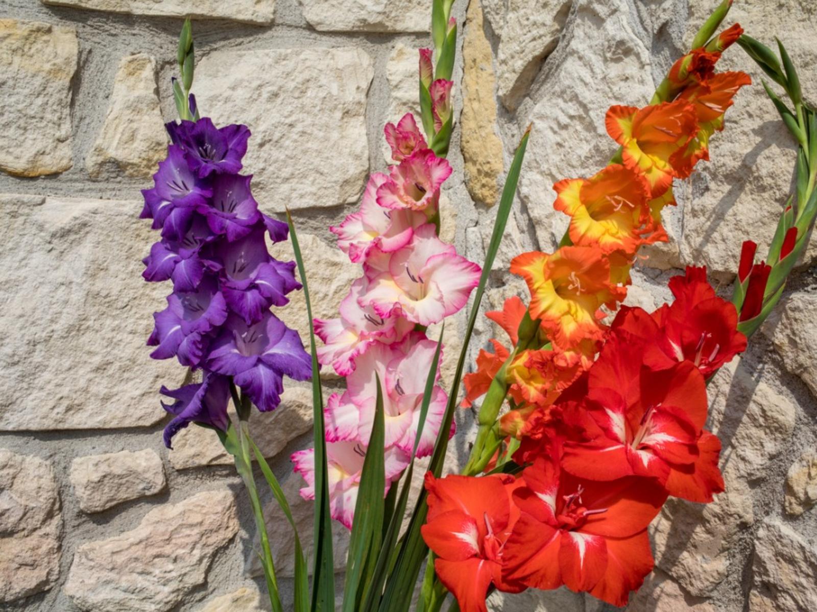 Purple Gladiolus Wallpapers - Top Free Purple Gladiolus Backgrounds ...