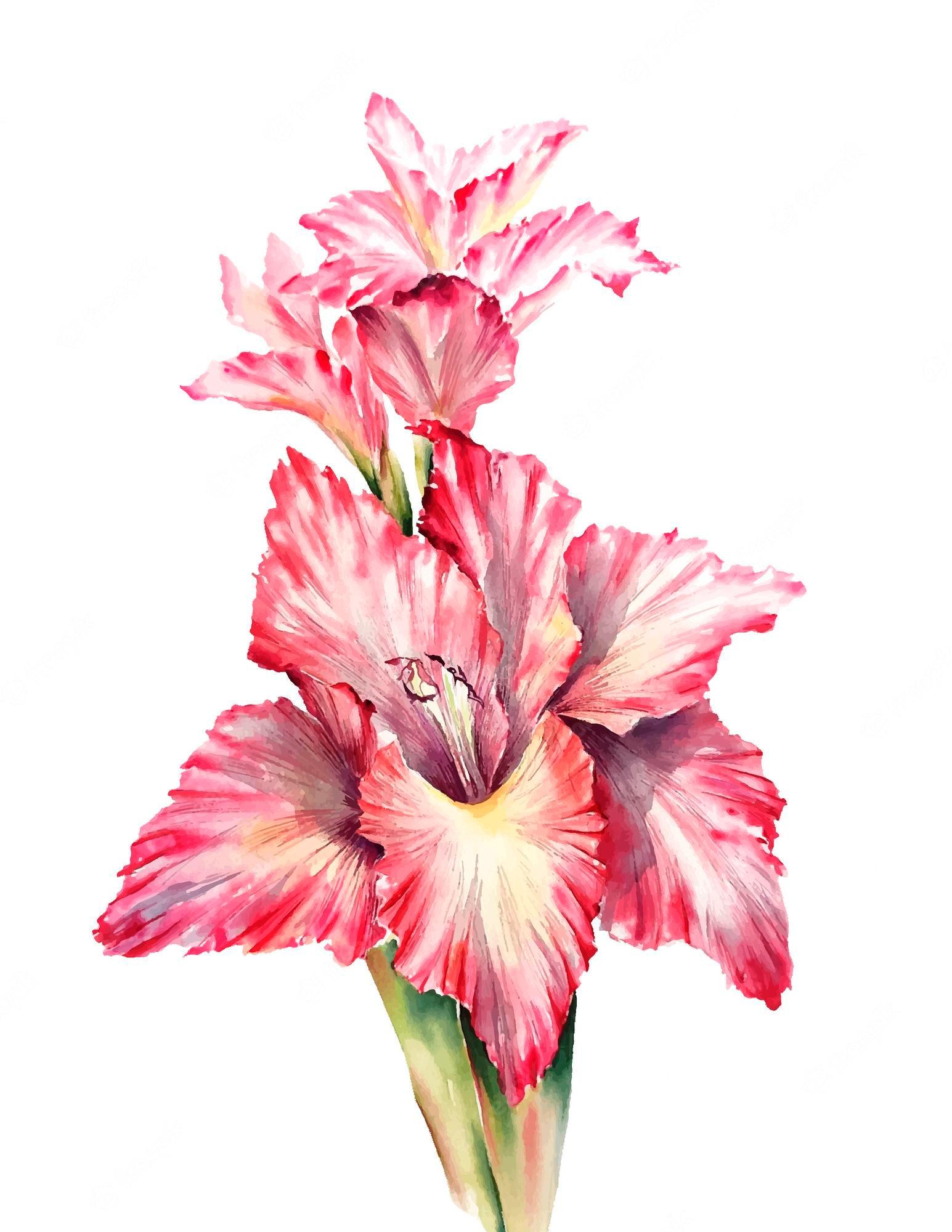 1545x2000 Purple Gladiolus Image. Free Vectors, & PSD