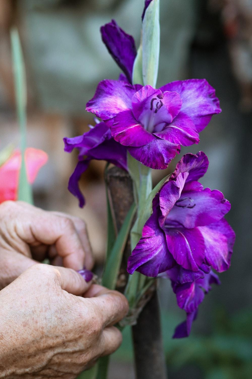 1000x1500 purple flower in persons hand photo