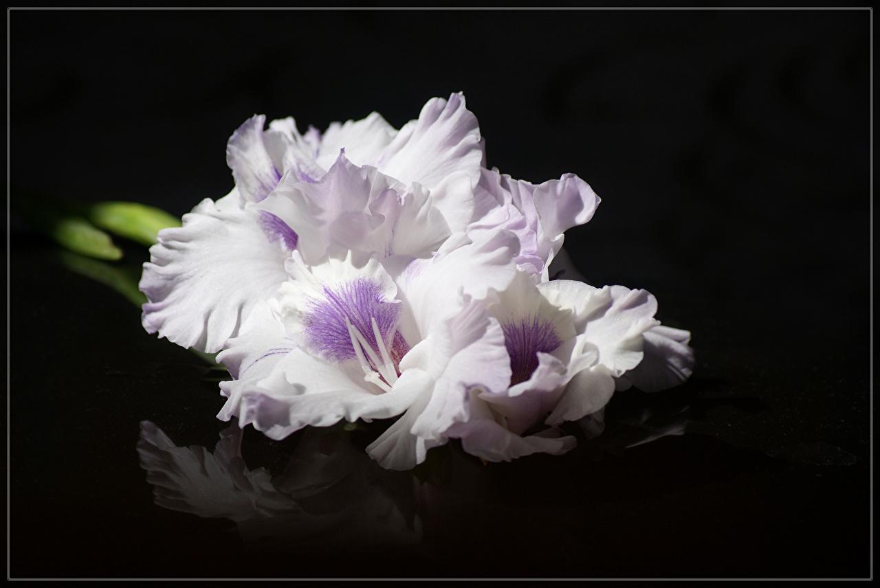 1280x856 Picture White Flowers gladiolus Closeup Black background