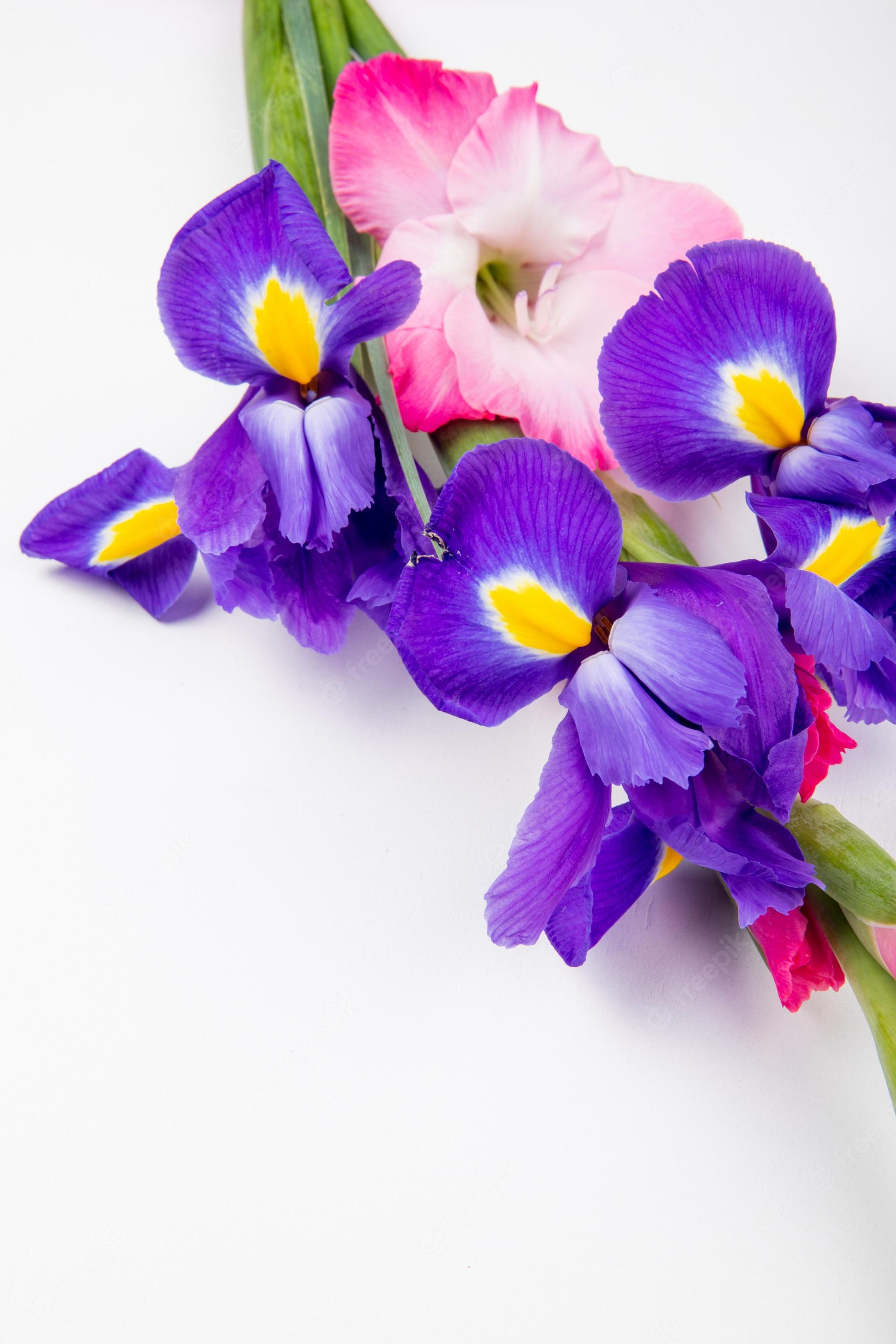 2000x3000 Purple Gladiolus Image. Free Vectors, & PSD