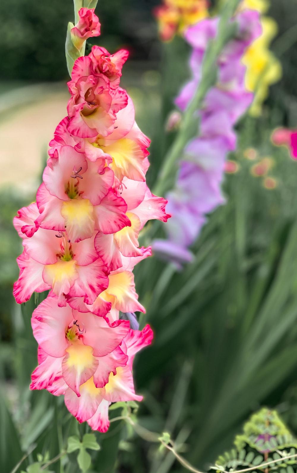 1000x1590 Gladiolus Picture. Download Free Image