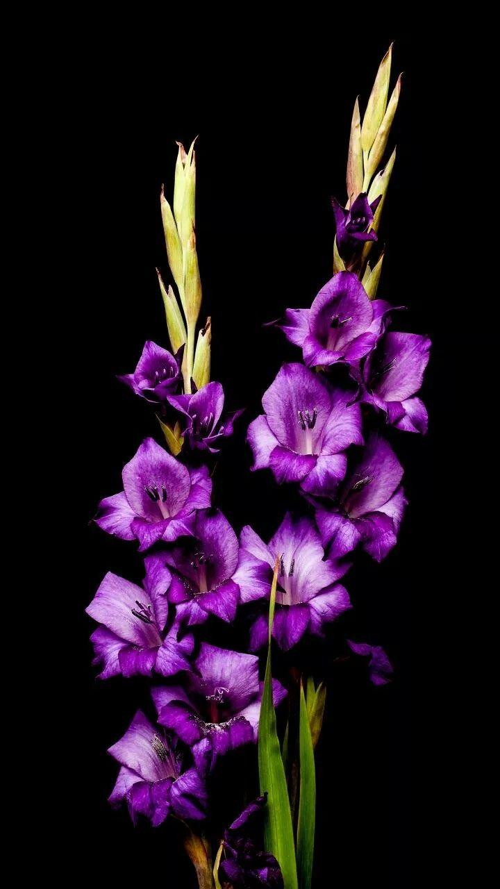 Purple Gladiolus Wallpapers - Top Free Purple Gladiolus Backgrounds