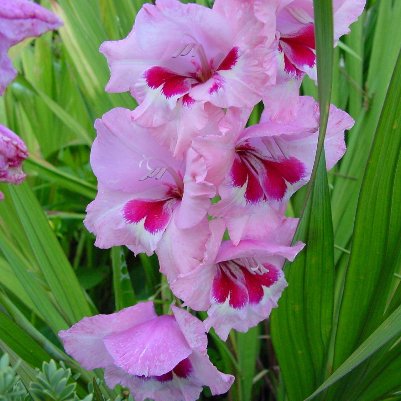 1280x1280 Download wallpaper 1280x1280 gladiolus, flowers, leaves ipad, ipad ipad mini for parallax HD background