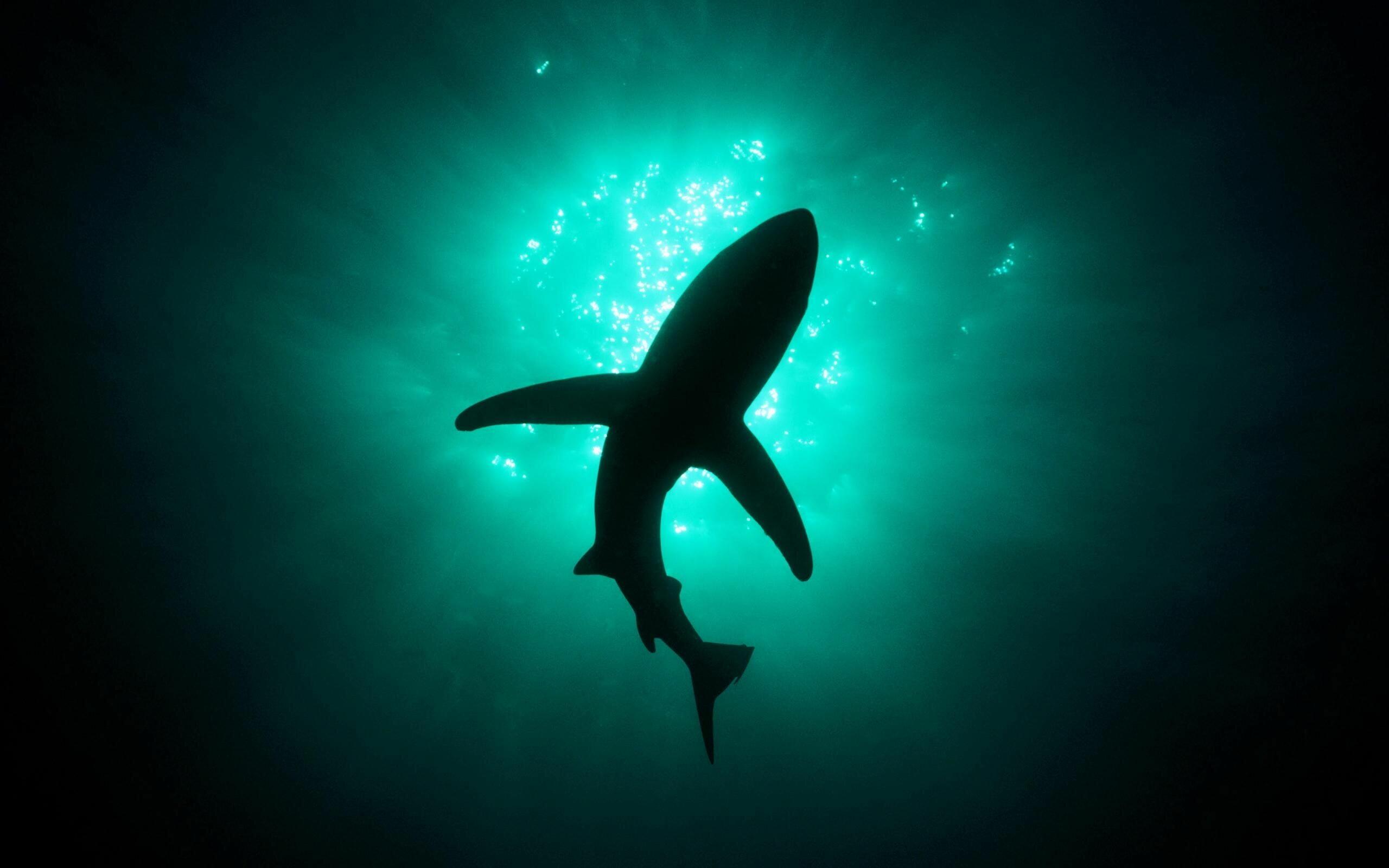 2560x1600 Cool Shark Wallpaper: HD, 4K, 5K for PC and Mobile. Download free image for iPhone, Android