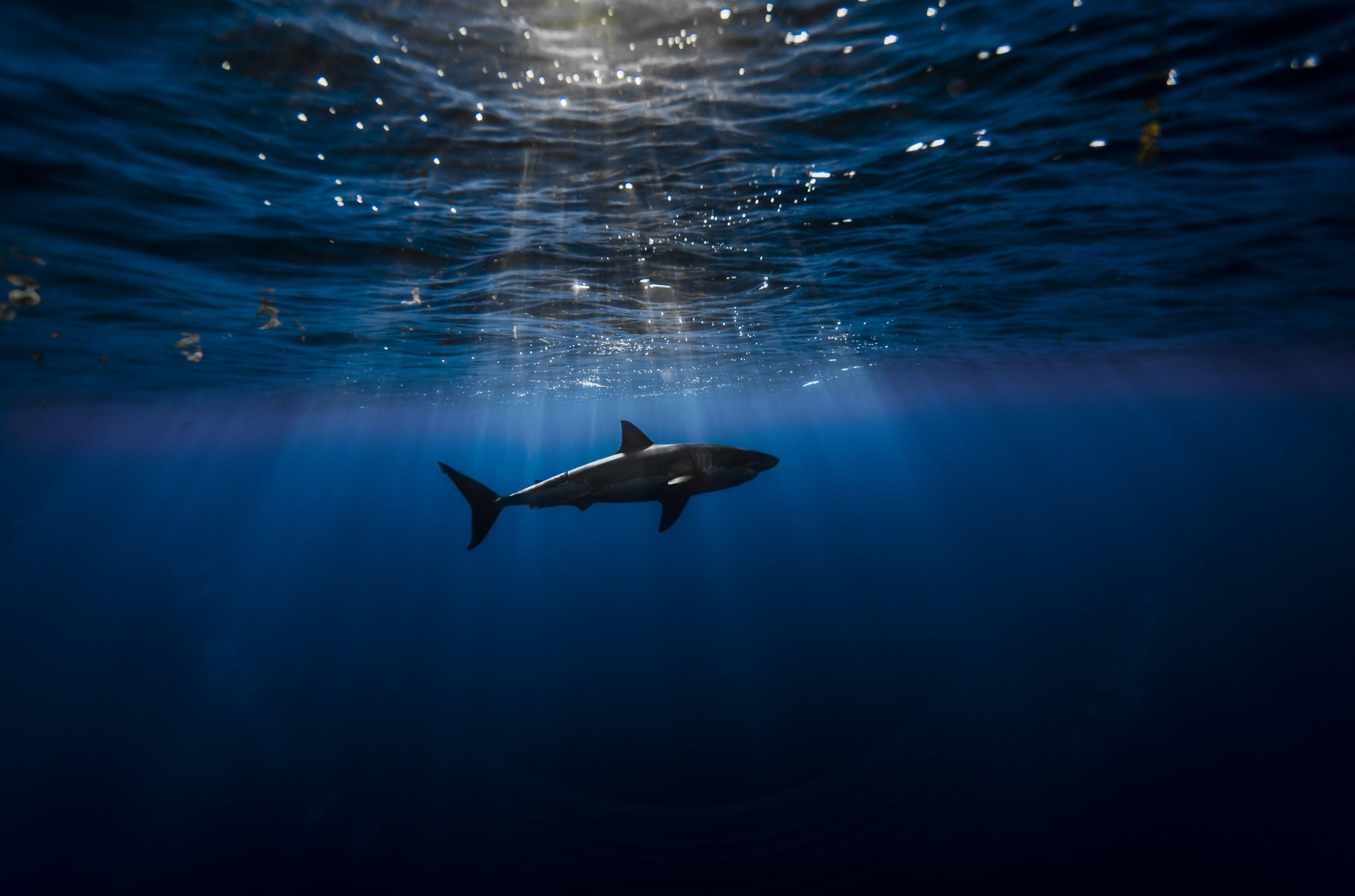 3840x2540 shark 4k pc wallpaper HD quality. Great white shark, White sharks, Underwater wallpaper
