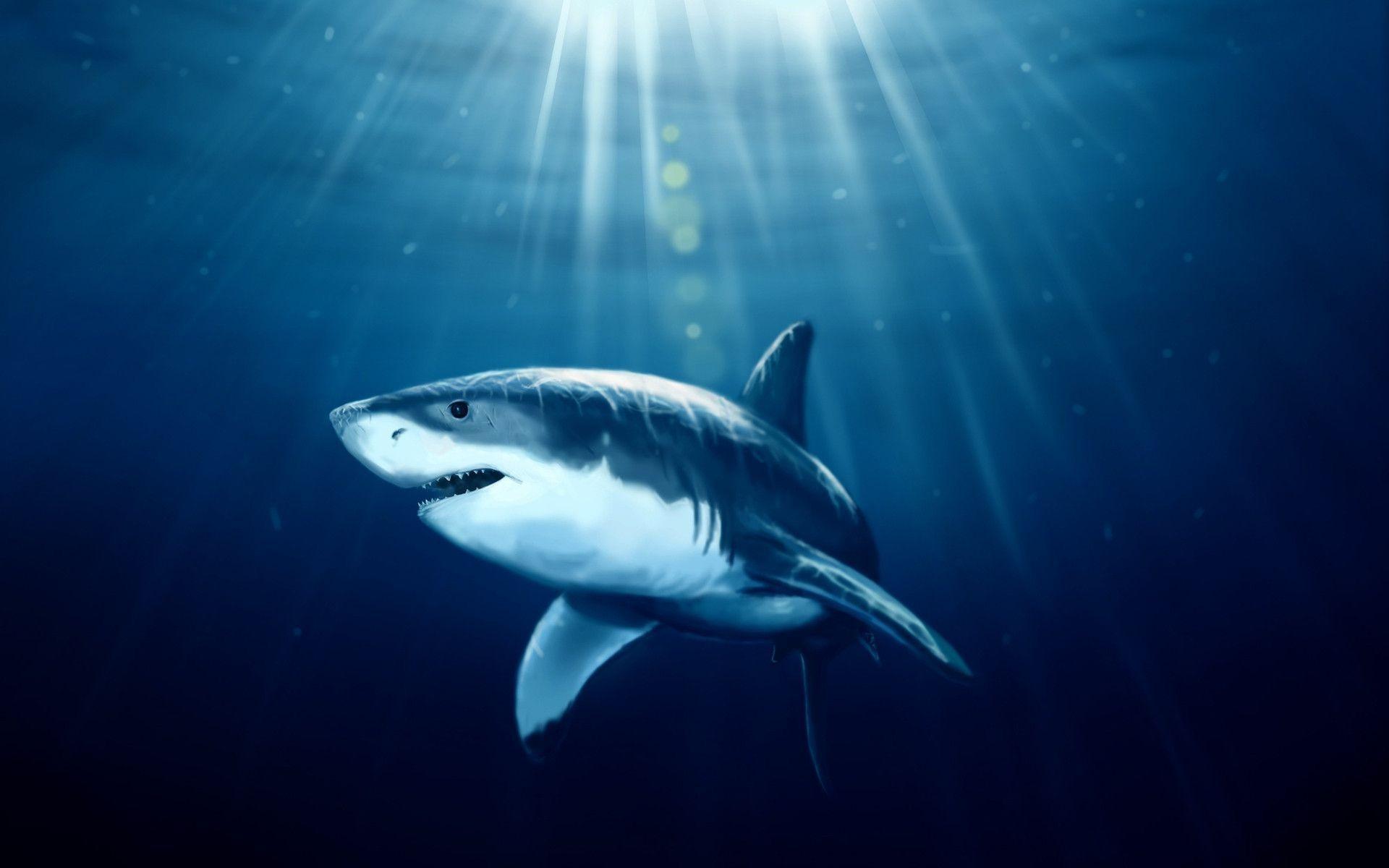 1920x1200 Sharks Wallpaper
