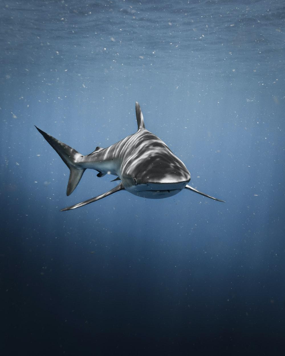 1000x1250 Shark Wallpaper: Free HD Download [HQ]