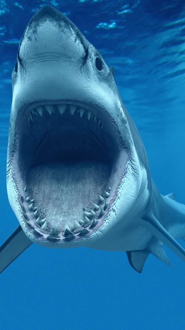 736x1308 Shark Wallpaper Discover more Background, Desktop, high resolution, iPhone, ultra HD wallpaper.. New shark, Shark picture, Wild animal wallpaper