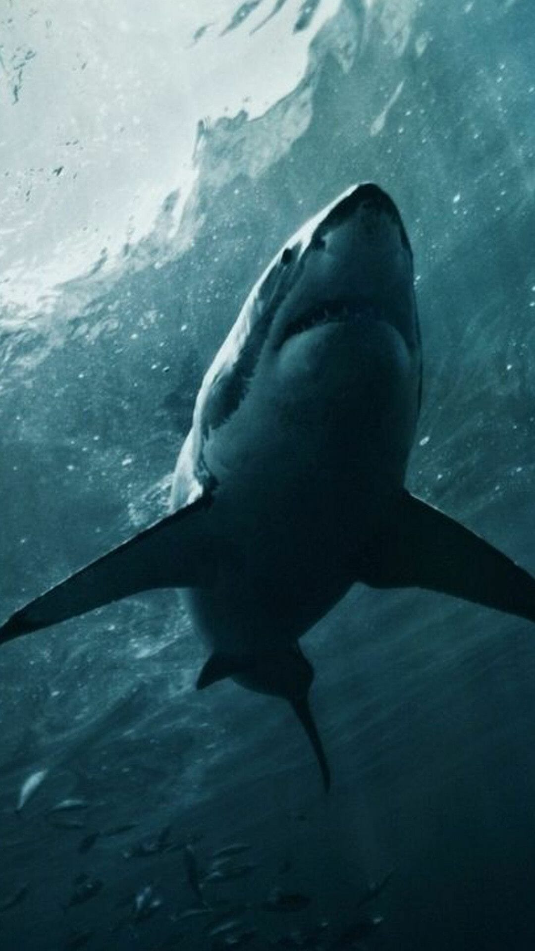 1080x1920 Shark Wallpaper, iPhone, Desktop HD Background / Wallpaper (1080p, 4k) (png / jpg) (2022)