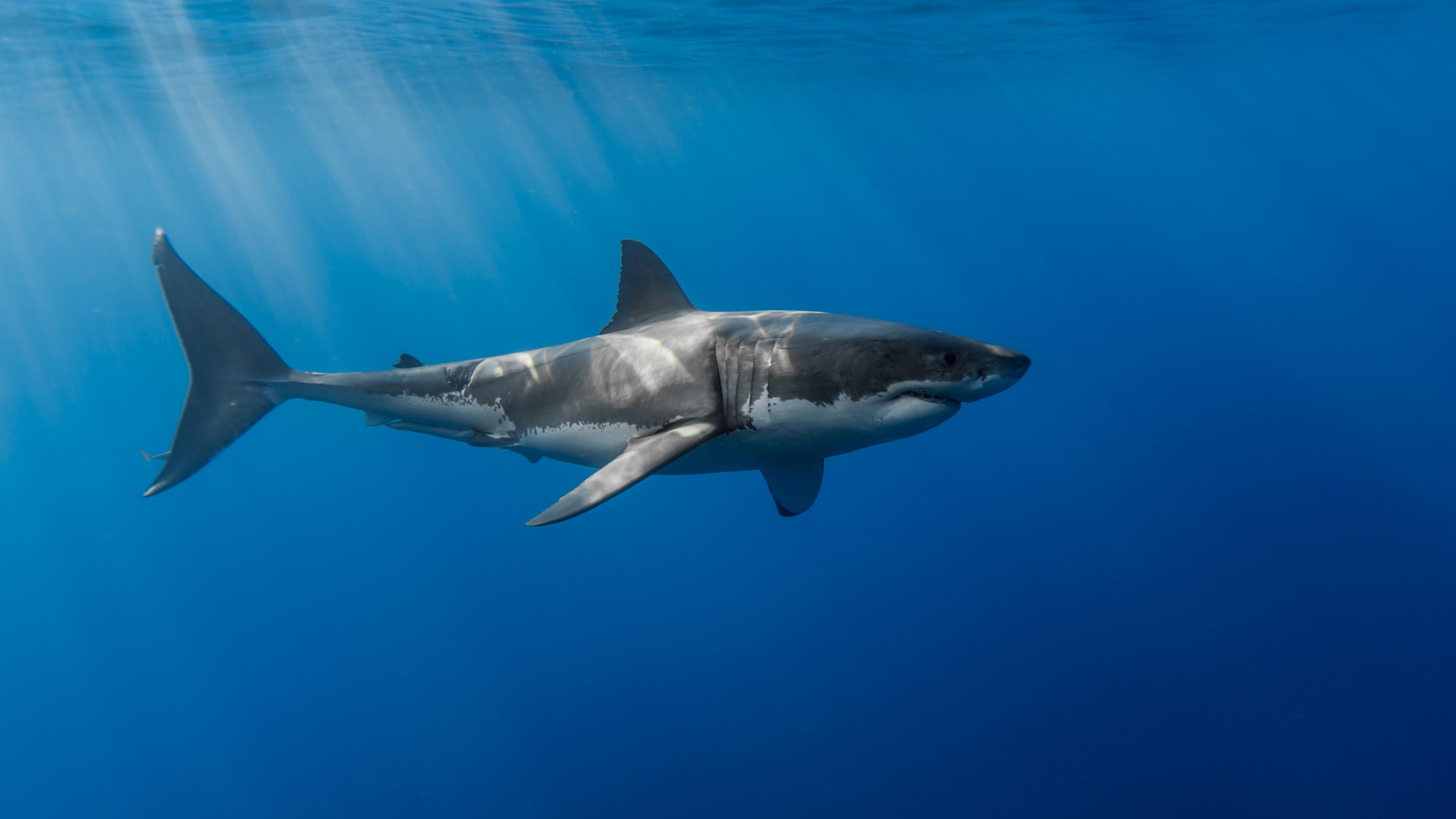 3840x2160 Wallpaper Shark, underwater, Animals