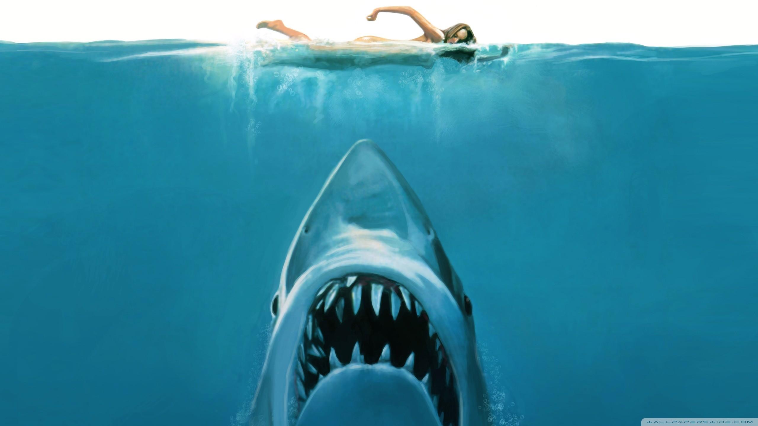2560x1440 Shark Wallpaper