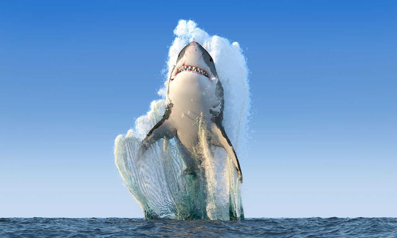 1366x820 Shark Wallpaper