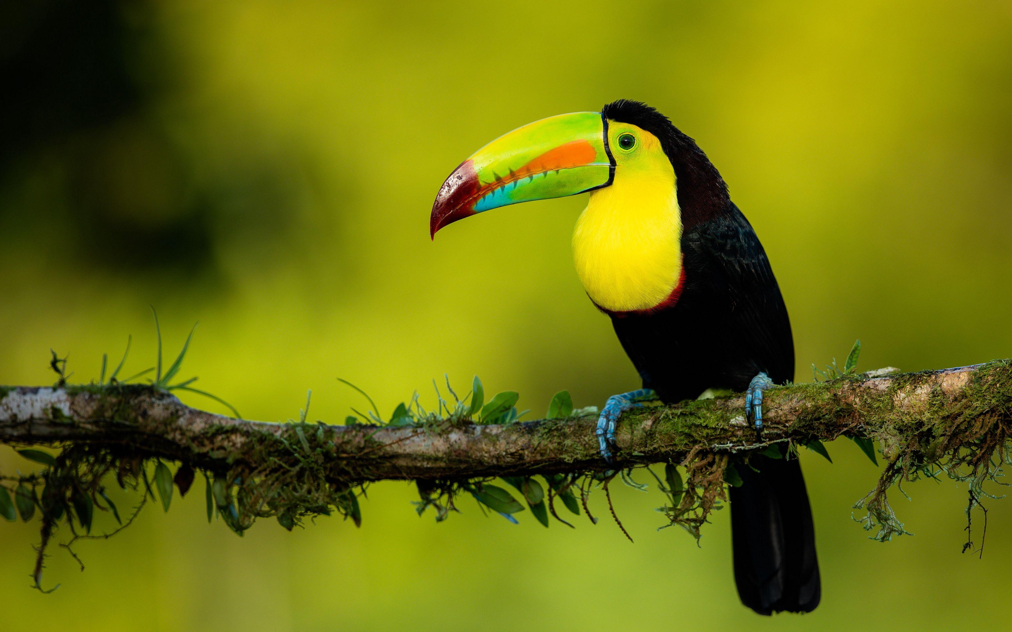 3840x2400 4K Toucan Wallpaper and Background Image