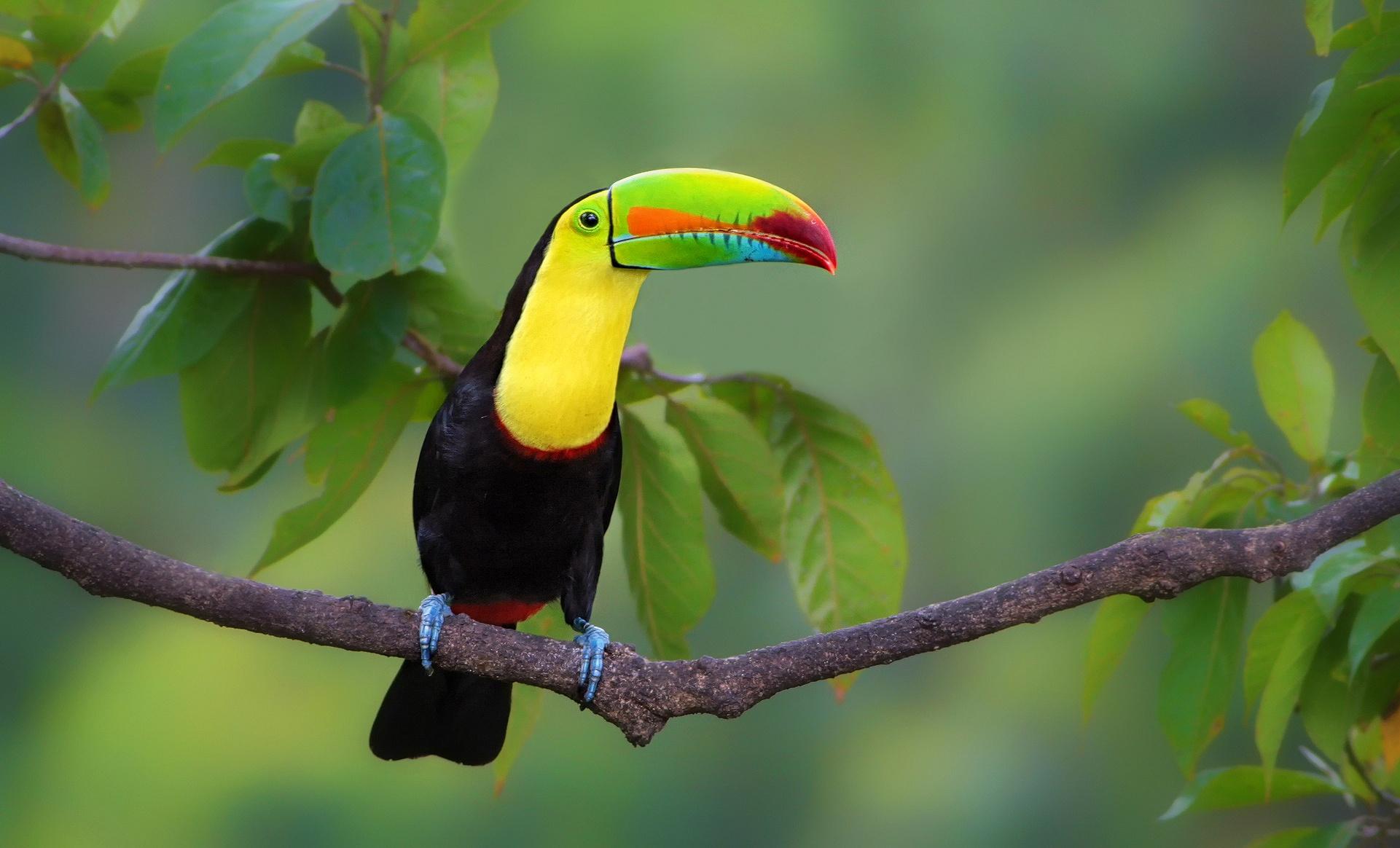 Tucan HD Wallpapers - Top Free Tucan HD Backgrounds - WallpaperAccess