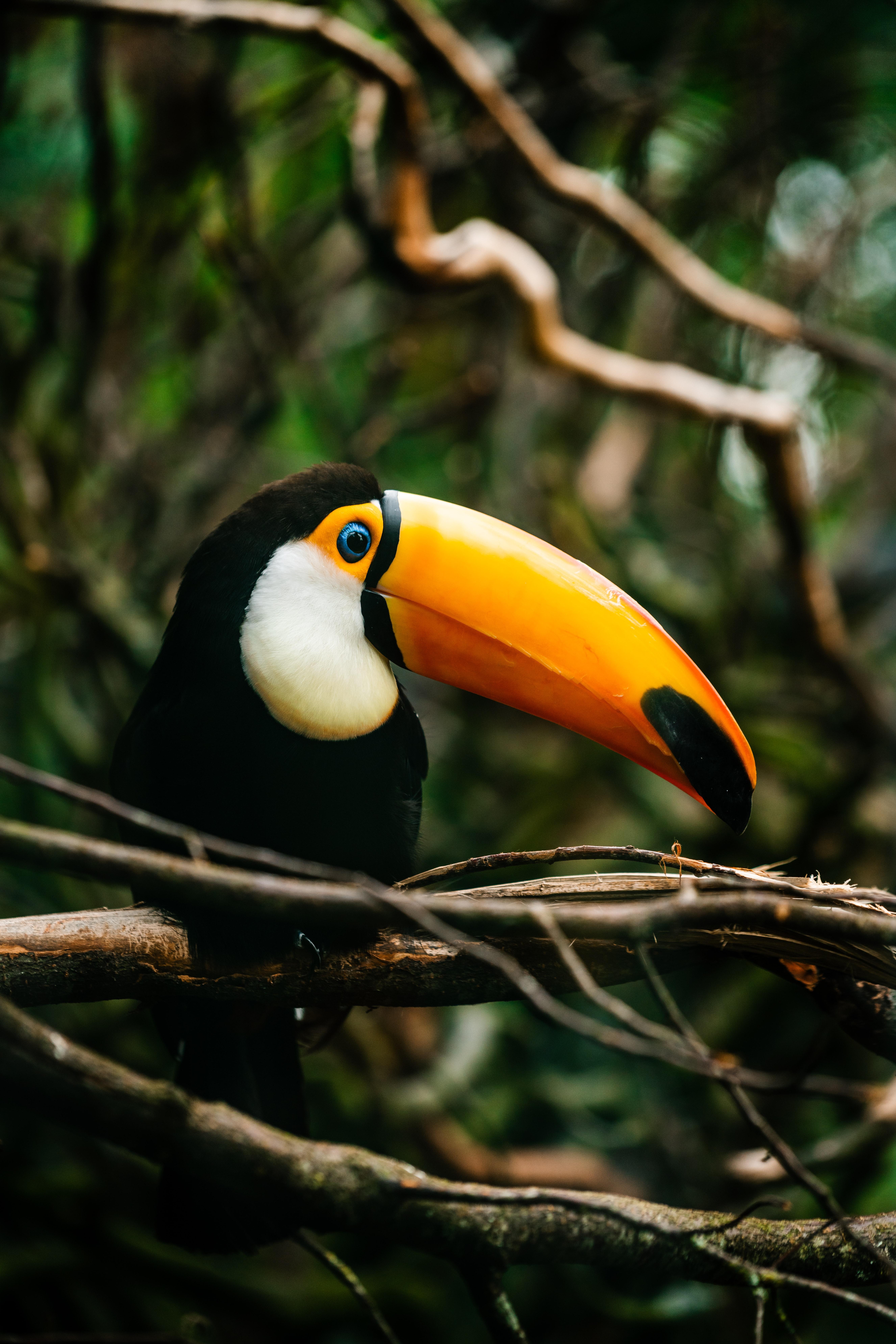 5304x7952 Download Toucan wallpaper for mobile phone, free Toucan HD picture