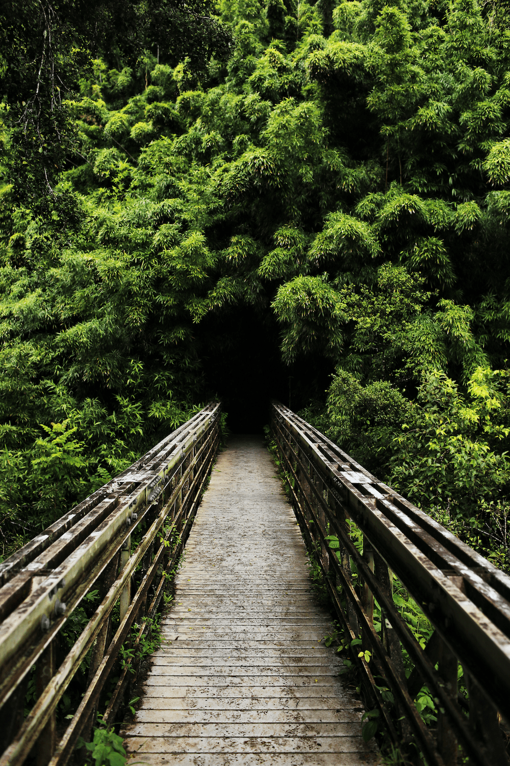 1000x1500 Nature Bridge Picture. Download Free Image