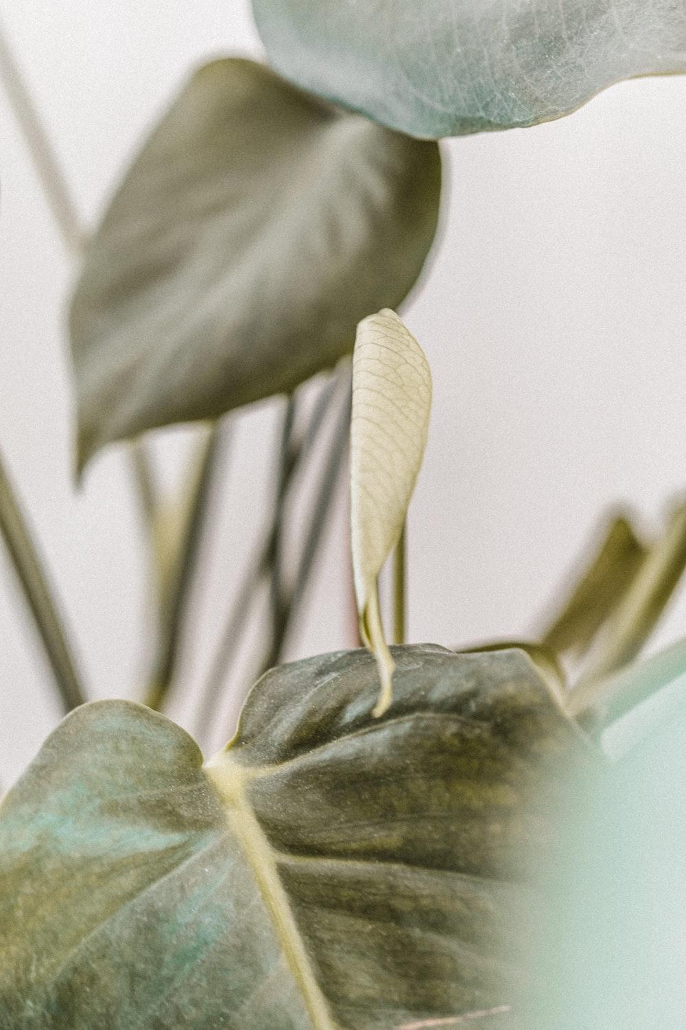 1000x1500 Boho best free boho, aesthetic, human and plant photo