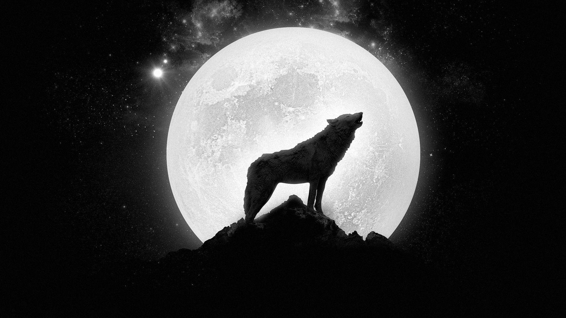 1920x1080 Wolf howling at the full moon, silhouette of wolf digital art x1080 #cliff #star #moon #wolf P #wallpaper #h. Wolf howling, Wolf wallpaper, HD wallpaper