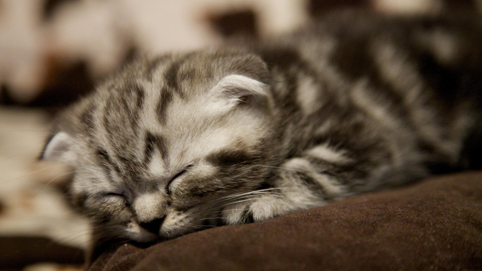 1600x900 Scottish Fold (Kitten, Sleeps, Squat) HD Cat Wallpaper