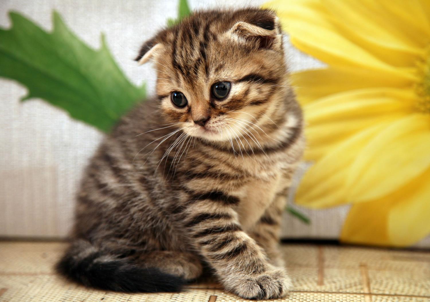 1500x1053 Very Cute Scottish Fold Kitten Photo And Picture