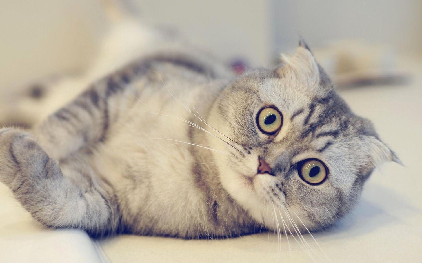 1456x910 Scottish folds look so stupid cute. Cat scottish fold, Cats and kittens, Kitten breeds