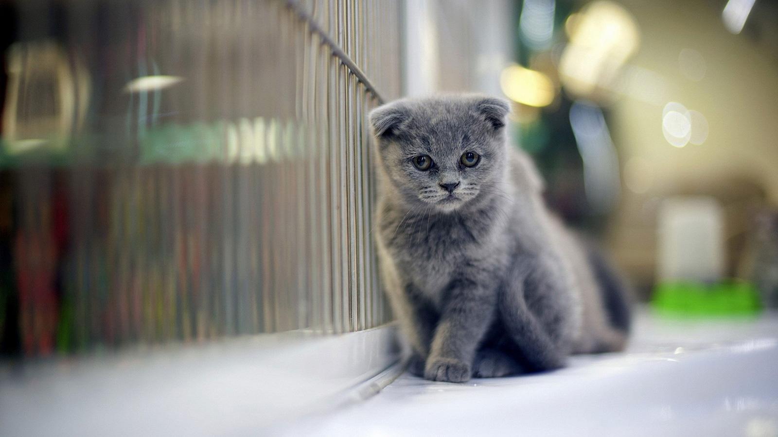 1600x900 Scottish Fold (Cute, Sitting, Blue) HD Cat Wallpaper