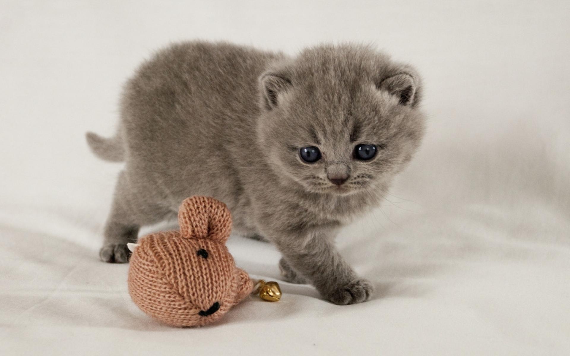 1920x1200 Scottish Fold Kitten HD Wallpaper