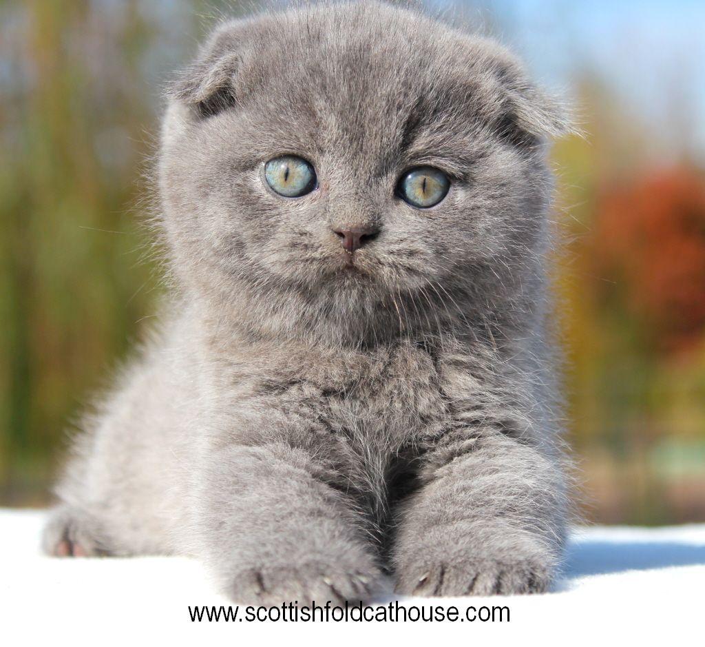 1024x939 Scottish fold kitten. Scottish fold kittens, Scottish fold, Cat scottish fold