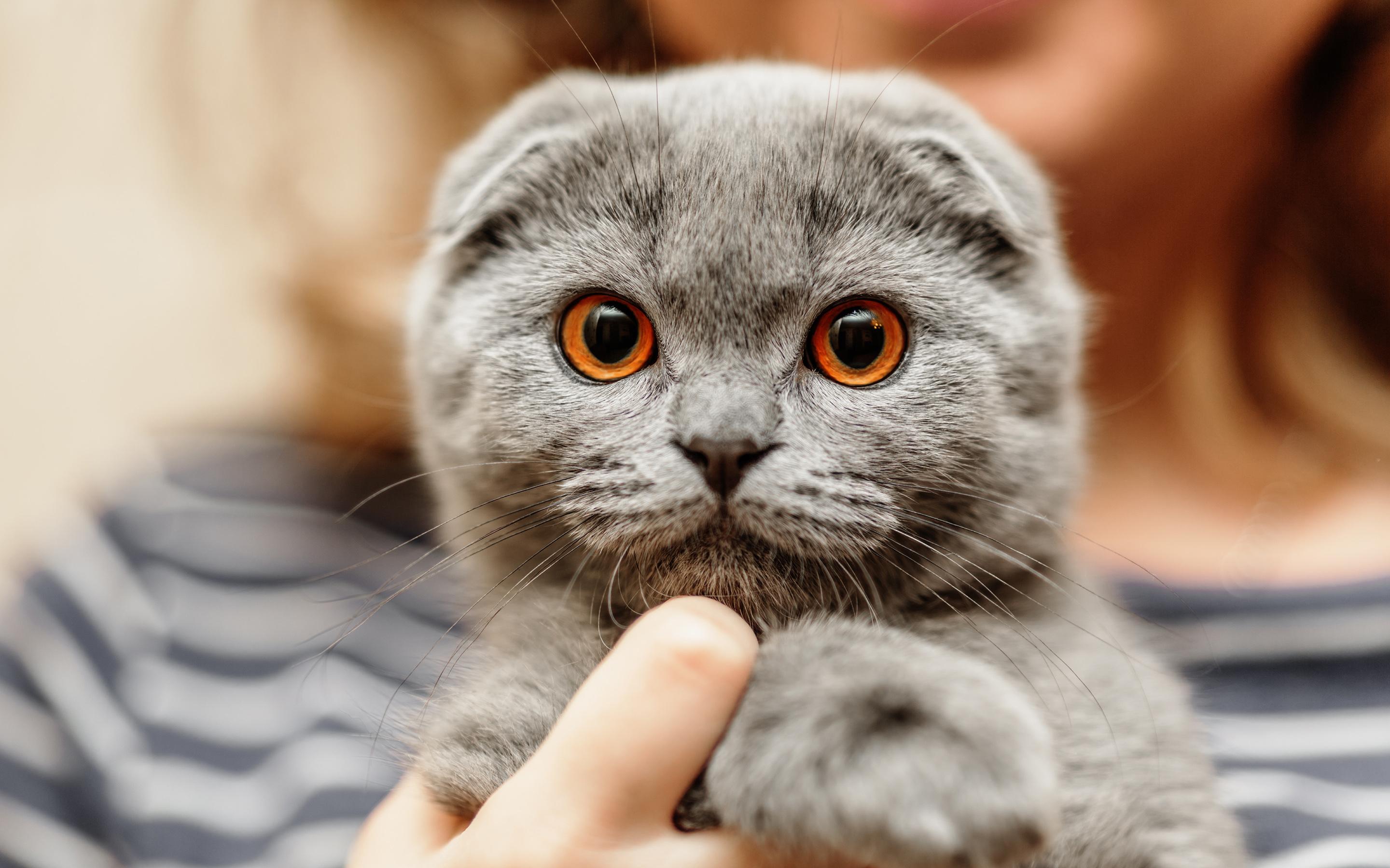 2880x1800 Download wallpaper Scottish Fold, funny cat, pets, kitten, gray cat, cats, cute animals, domestic cat, Scottish Fold Cat for desktop with resolution 2880x1800. High Quality HD picture wallpaper