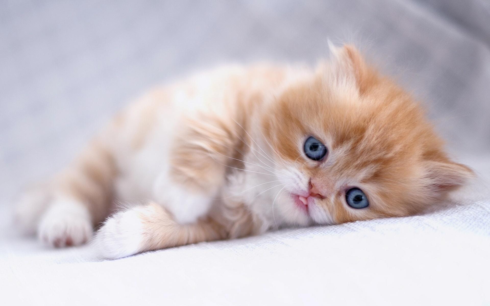 1920x1200 Download wallpaper Scottish Fold, ginger kitten, pets, cats, cute animals, ginger cat, domestic cat, Scottish Fold Cat for desktop with resolution 1920x1200. High Quality HD picture wallpaper