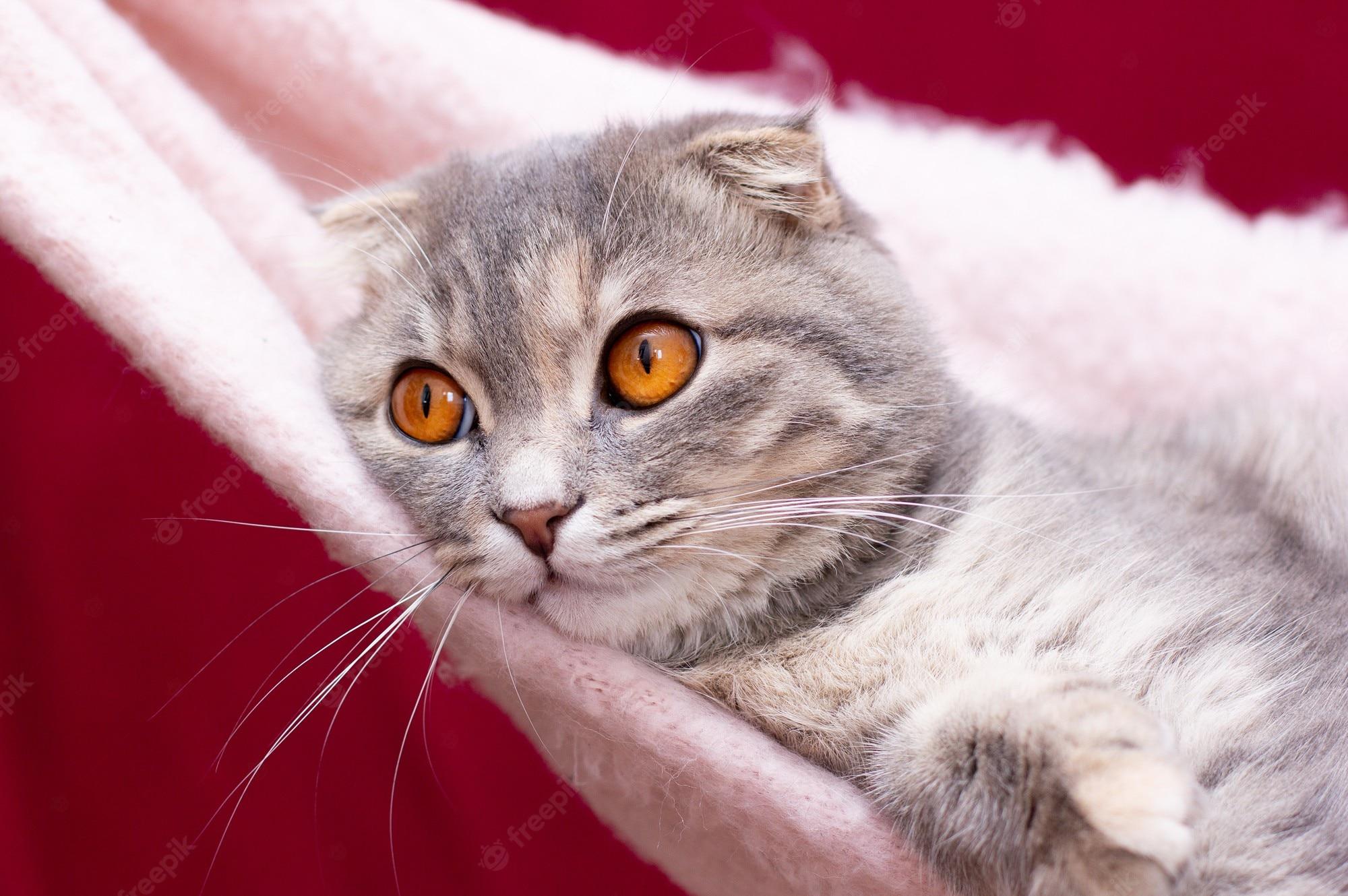 2000x1330 Premium Photo. Portrait of grey scottish fold cat. tabby shorthair kitten. big yellow eyes. a beautiful background for wallpaper, cover, postcard. isolated, close up. cats concept