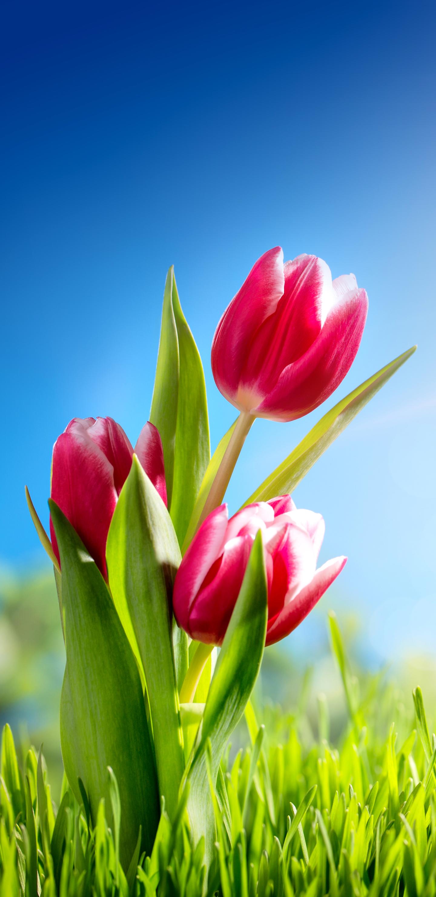 1440x2960 Tulip Phone Wallpaper