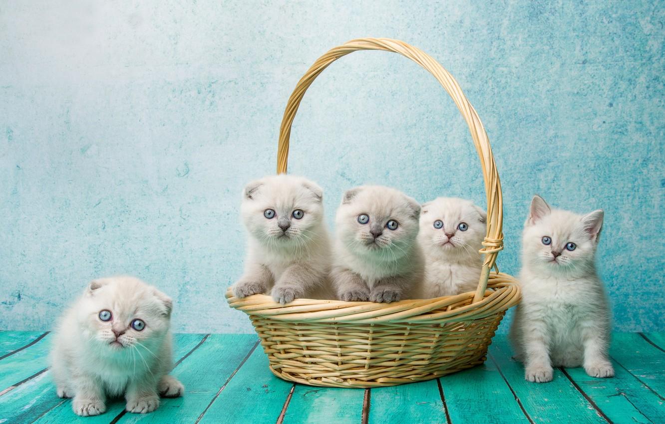 1332x850 Wallpaper background, basket, Board, kittens, kids, basket, Scottish fold, Scottish fold cat, Natalia Lays image for desktop, section кошки